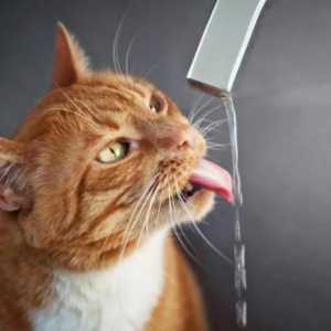 बिल्ली को एक दिन कितना पानी पीना चाहिए?