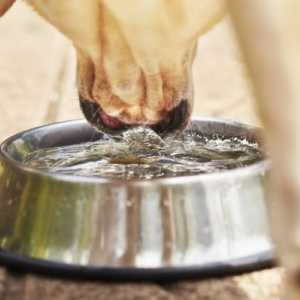 कुत्ते को एक दिन कितना पानी पीना चाहिए?