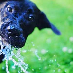 कुत्ते को एक दिन कितना पानी लेना चाहिए? उत्तर