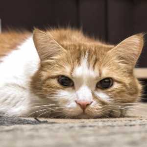 बिल्लियों में गुर्दे की पत्थरों - लक्षण और उपचार