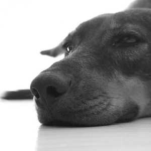 Cáncer de piel en perros - síntomas y tratamiento