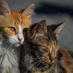 बिल्लियों में कैंसर - प्रकार, लक्षण और उपचार