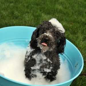 अपने कुत्ते को कैसे स्नान करें