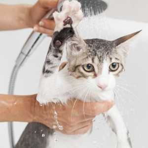 वयस्क बिल्ली को पहली बार कैसे स्नान करें?