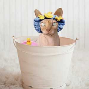 एक स्फिंक्स बिल्ली या अशक्त बिल्ली को कैसे स्नान करें