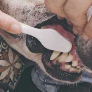 मेरे पालतू जानवर के दांत कैसे ब्रश करें?