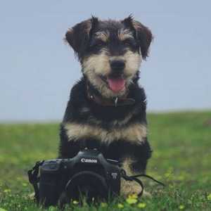 अपने कुत्ते की सबसे अच्छी तस्वीरें कैसे प्राप्त करें