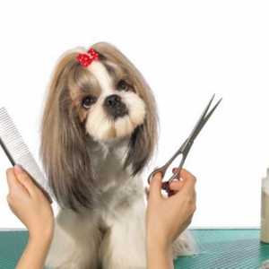 घर पर कुत्ते के बाल कैसे कटौती करें?