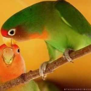एक प्रेम पक्षी की देखभाल कैसे करें।