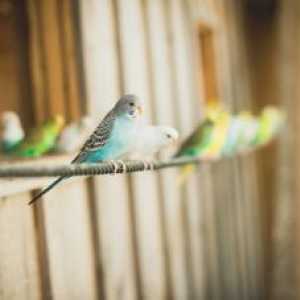 अपने पक्षियों की देखभाल कैसे करें (और बनाए रखें)