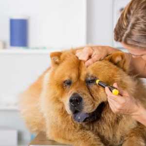 ¿Cómo curar un orzuelo en el ojo de un perro?