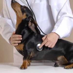 अपने कुत्ते को दवा कैसे दें