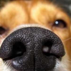 कुत्ते की गंध को उत्तेजित कैसे करें?