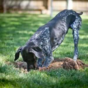 कुत्ते को बगीचे में छेद बनाने से कैसे रोकें?