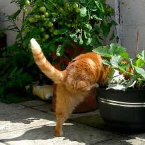मेरी बिल्ली को मेरे पौधों में पराजित करने से कैसे रोकें?