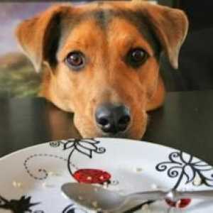 जब मैं खाना खा रहा हूं तो अपने कुत्ते को भोजन मांगने से कैसे रोकें