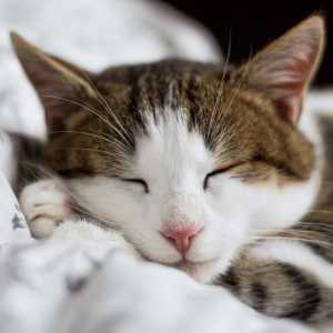 एक बच्ची बिल्ली कैसे सोते हैं?