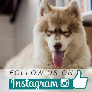 Instagram पर अपने कुत्ते को प्रसिद्ध कैसे करें