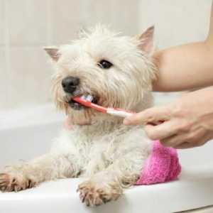 कुत्तों के लिए घर का बना टूथपेस्ट कैसे बनाया जाए?