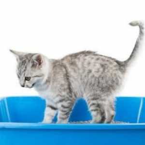 बिल्ली कूड़ेदान बॉक्स को कैसे साफ करें