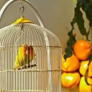 पक्षी पिंजरे को कैसे साफ करें