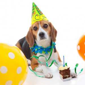 अपने कुत्ते के लिए जन्मदिन की पार्टी कैसे व्यवस्थित करें