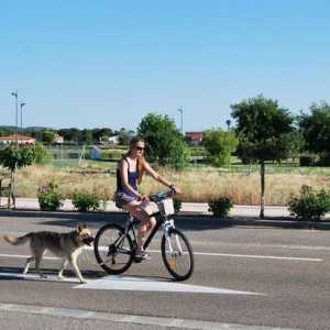 अपने कुत्ते के साथ सही ढंग से बाइक की सवारी कैसे करें