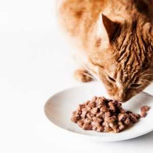 बिल्लियों के लिए मांस कैसे तैयार करें?