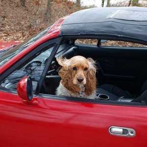 कार से कुत्ते की गंध को कैसे हटाएं