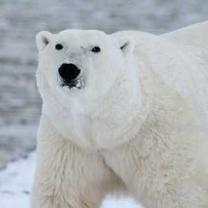 ध्रुवीय भालू ठंड से कैसे बचता है