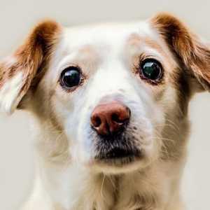 स्वाभाविक रूप से कुत्तों में ग्लूकोमा का इलाज कैसे करें
