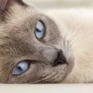 बिल्लियों में त्वचा रोग का इलाज कैसे करें