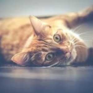 घरेलू उपचार के साथ बिल्लियों में खरोंच का इलाज कैसे करें