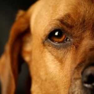 कुत्तों की आंखों में मोतियाबिंद का इलाज कैसे करें