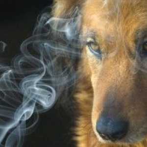 धूम्रपान छोड़ना आपके पालतू जानवर के लिए अच्छा है
