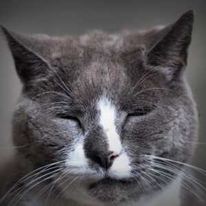 बिल्लियों में सेनेइल डिमेंशिया - लक्षण और उपचार
