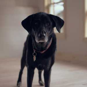 कुत्तों में सेनेइल डिमेंशिया - लक्षण और उपचार