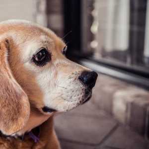 कुत्तों में एटोपिक डार्माटाइटिस - लक्षण और उपचार