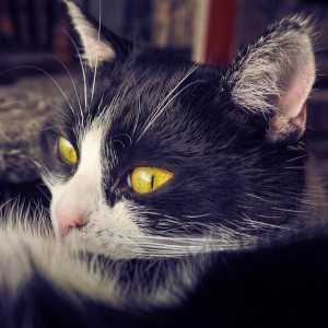 बिल्लियों में मधुमेह - लक्षण, निदान और उपचार