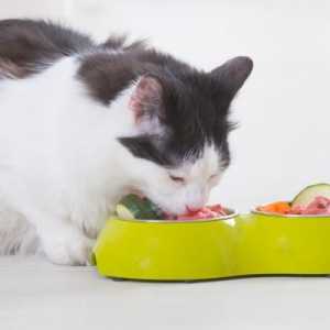 बिल्लियों के लिए कच्चे आहार या बार्फ़ - उदाहरण, लाभ और सलाह