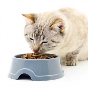 मोटे बिल्लियों के लिए आहार