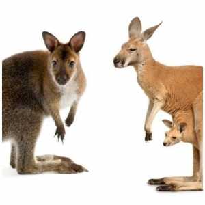 कंगारू और wallaby के बीच मतभेद