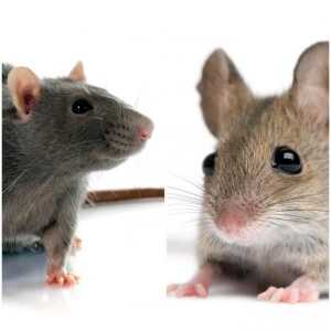 चूहे और माउस के बीच मतभेद