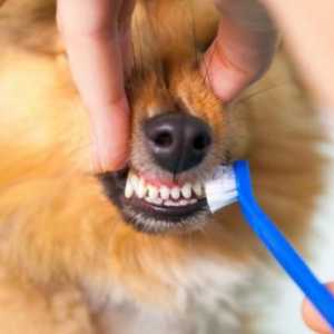 कुत्ते के दांतों को साफ करने के विभिन्न तरीके