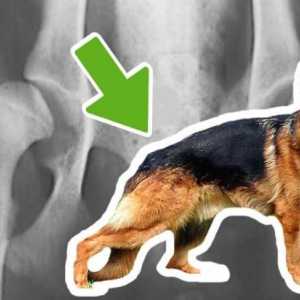 कुत्तों में हिप डिस्प्लेसिया - लक्षण और उपचार