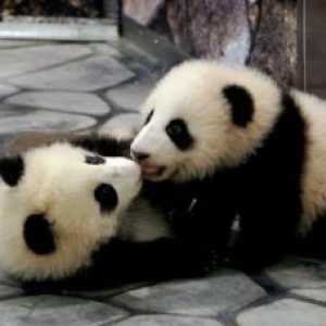 वाशिंगटन में दो विशाल पांडा पिल्ले पैदा हुए थे