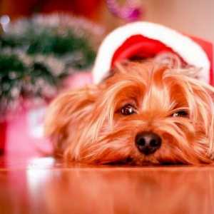 क्रिसमस के दौरान मेरे कुत्ते को कहाँ छोड़ना है?