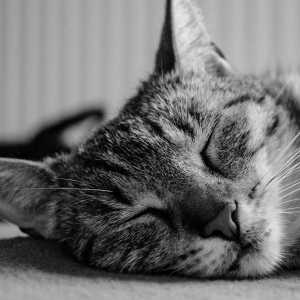 बिल्लियों में एक्ट्रोपियन - लक्षण और उपचार