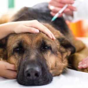 कुत्तों के लिए टीकों के दुष्प्रभाव