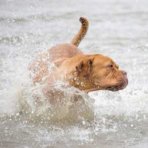 क्या समुद्री जल कुत्तों की त्वचा के लिए अच्छा है?